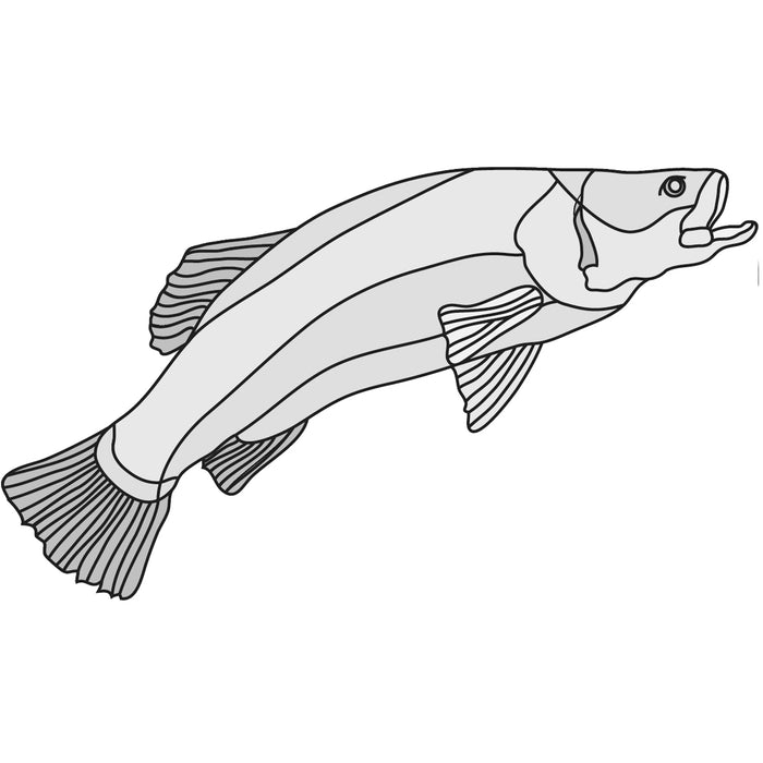 Barramundi Fish
