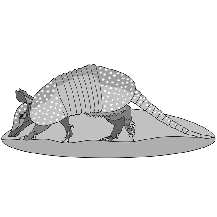 Armadillo