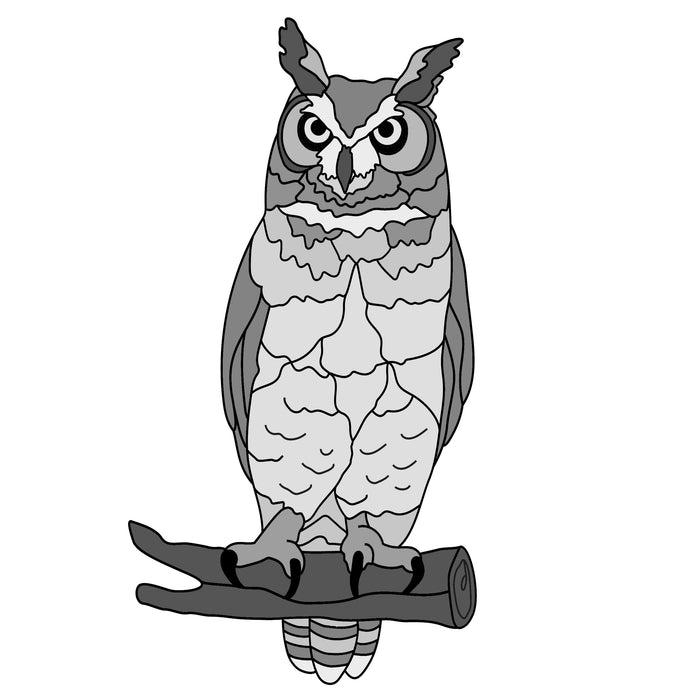 Great Horned Owl #3
