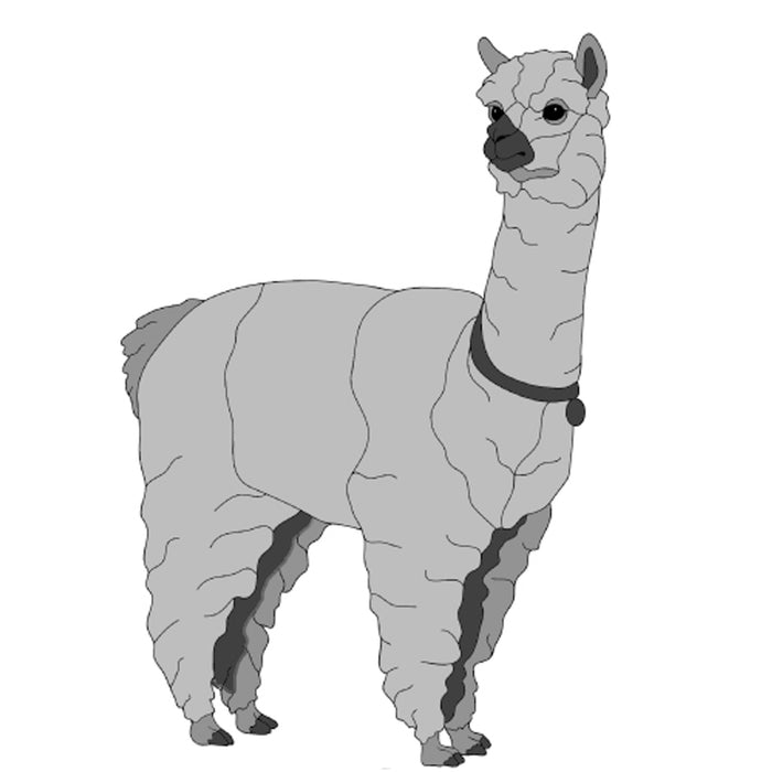 Alpaca Standing