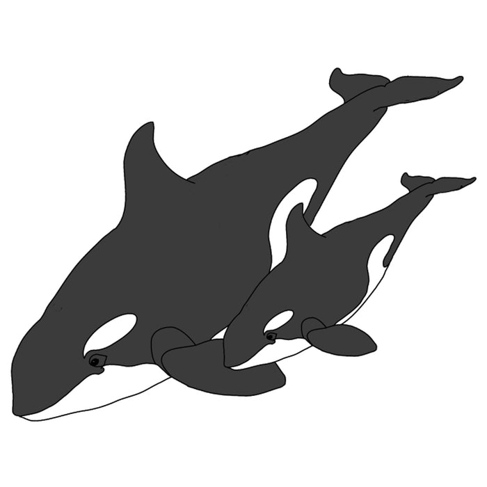 Orca & Baby - Killer Whale