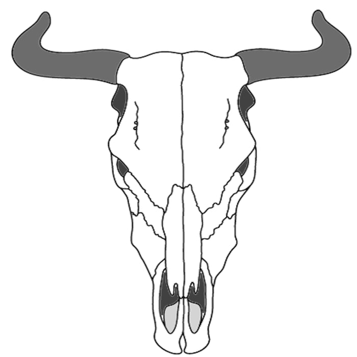Cow Skull