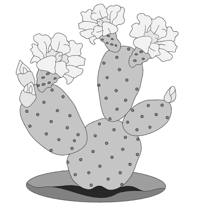 Prickly Pear Bunny Ear Cactus