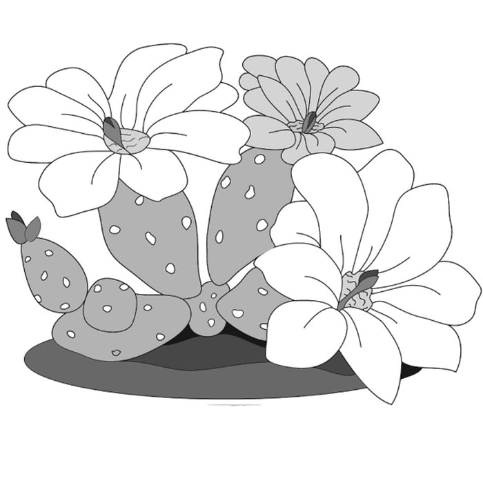 Prickly Pear Cactus
