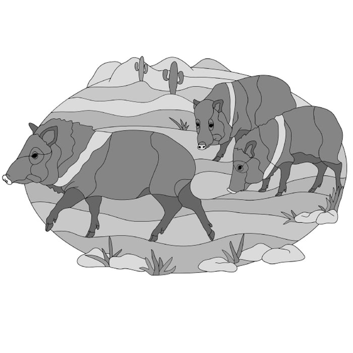 Javelina