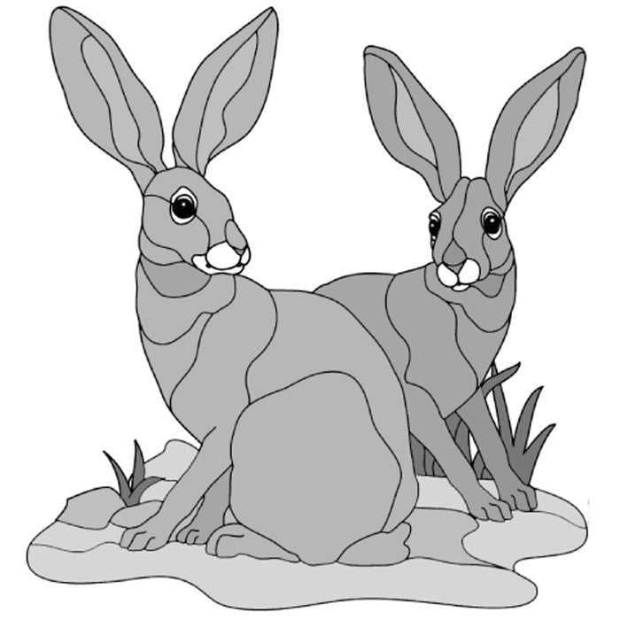 Jack Rabbits