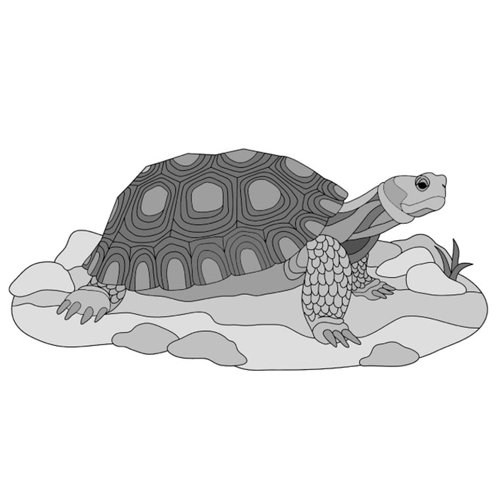 Desert Tortoise