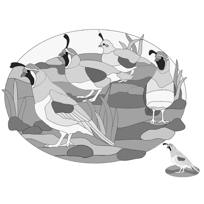 Gambels Quail