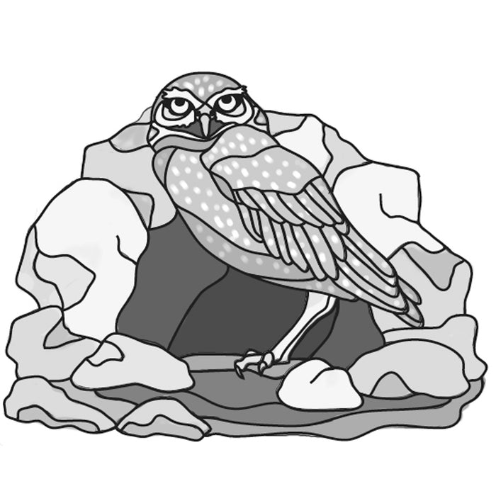 Burrowing Owl