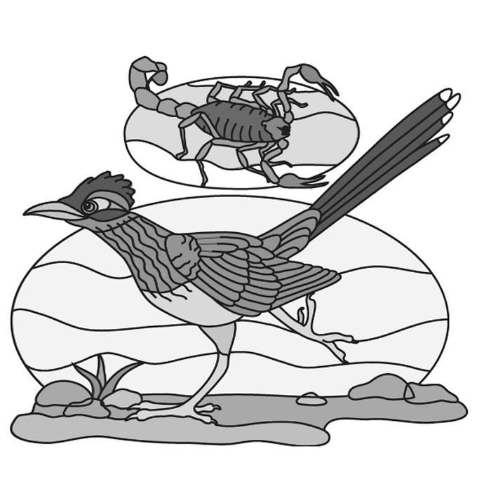 Roadrunner & Scorpion