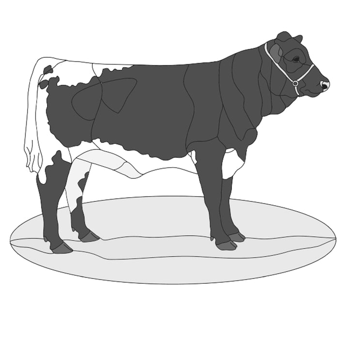 Show Cow
