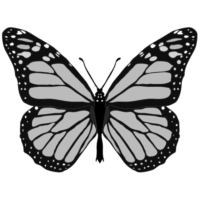 Monarch Butterfly