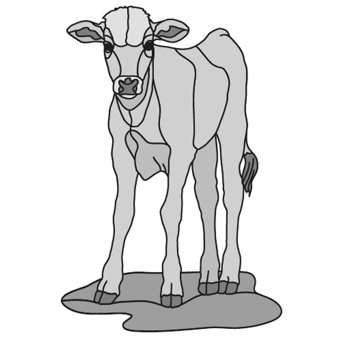 Calf Standing