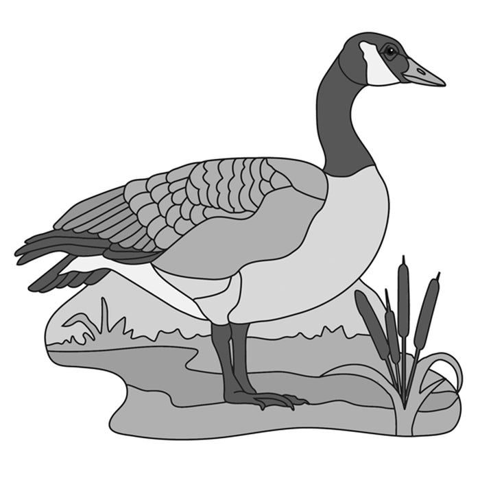 Canadian Goose Standing