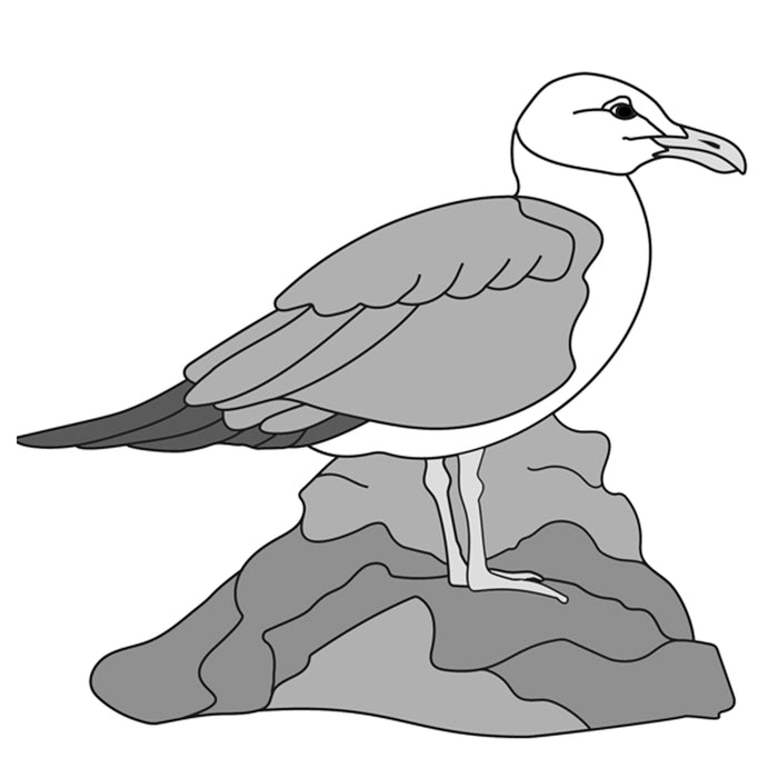 Gull Standing