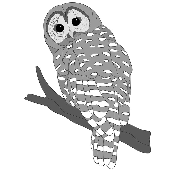 Spotted Owl