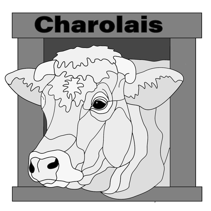 Charolais Cow