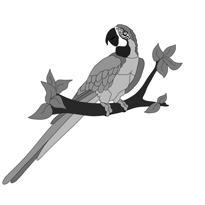 Macaw Parrot Single