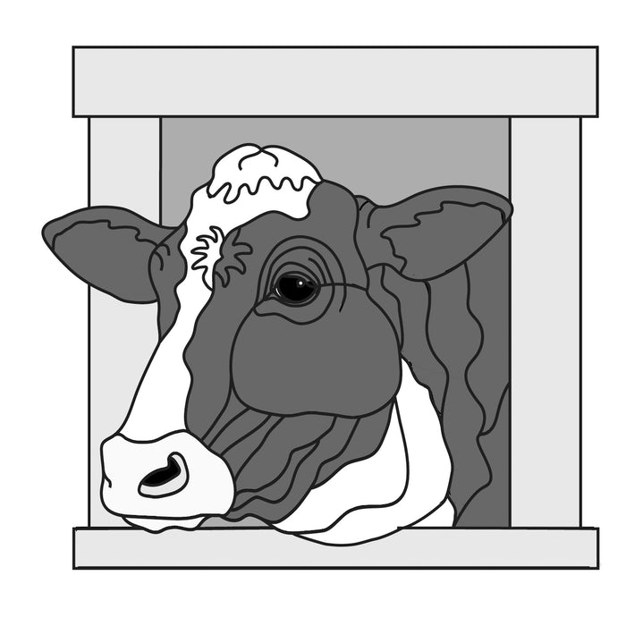 Holstein Cow