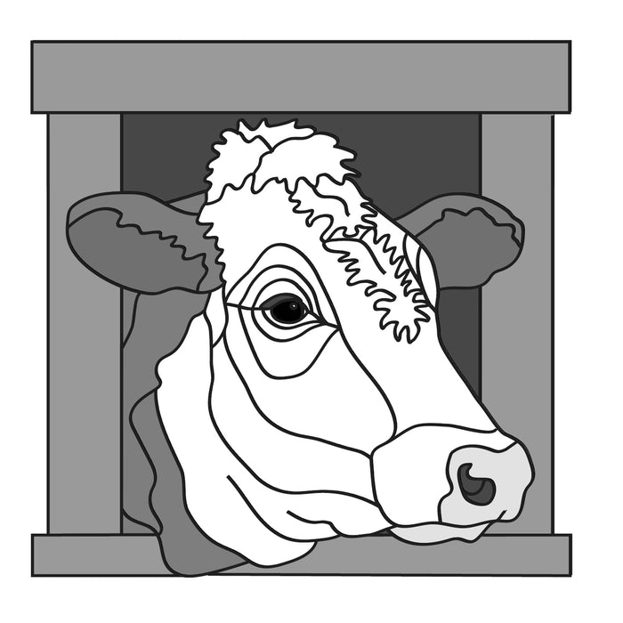 Hereford Cow