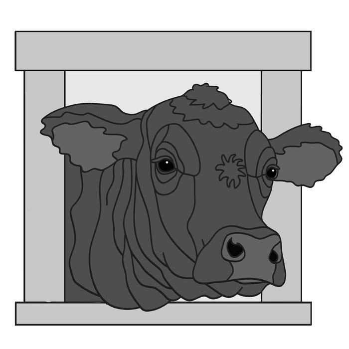 Angus Cow