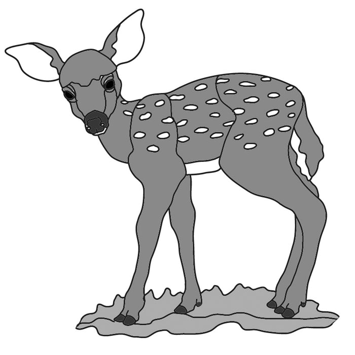 Spring Fawn