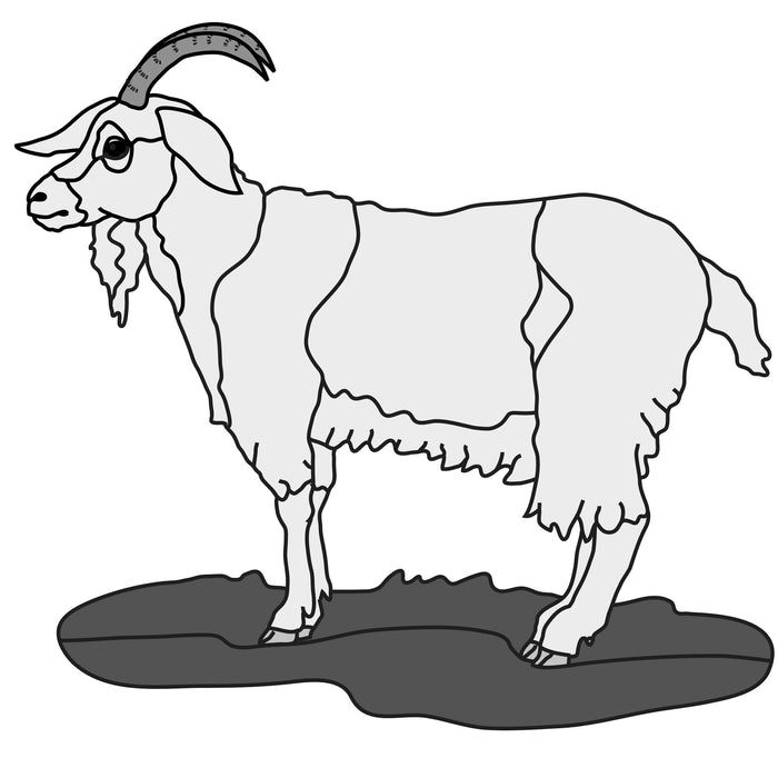 Goat