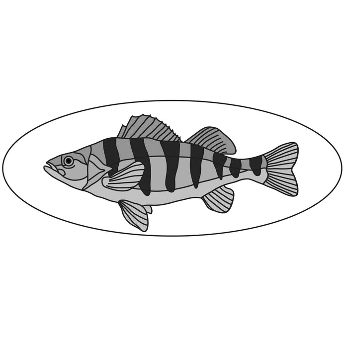 Yellow Perch Fish
