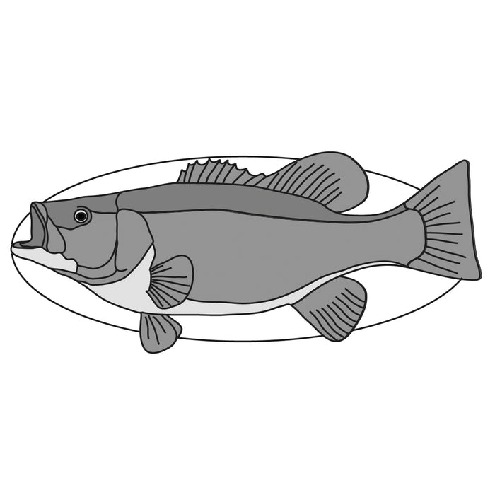 Smallmouth Bass Fish