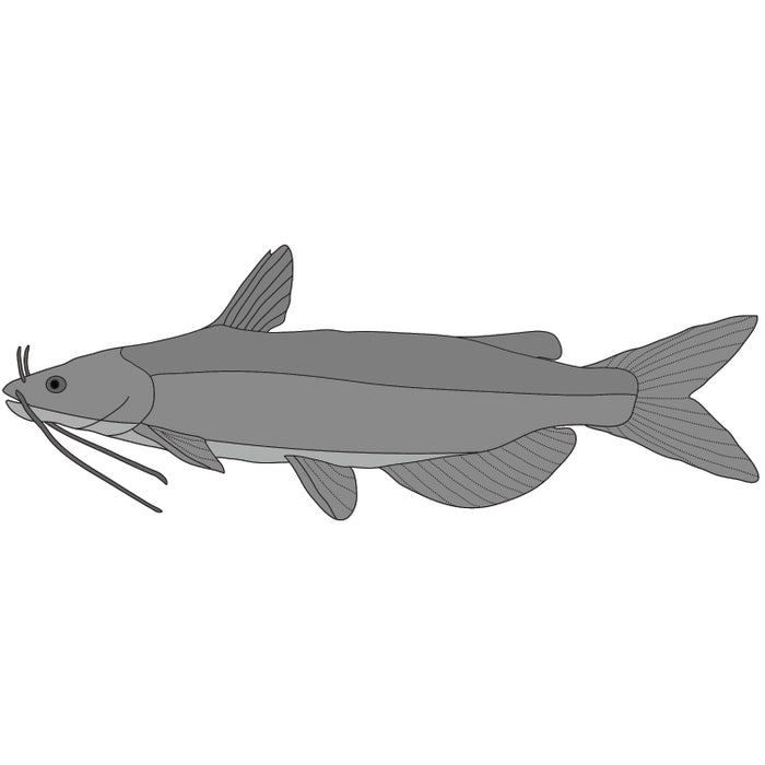 Channel Catfish