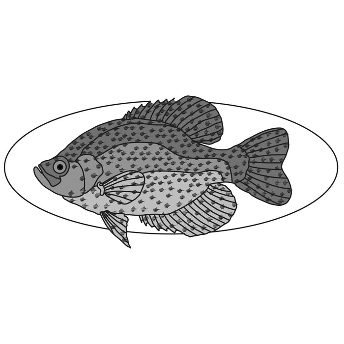 Black Crappie Fish