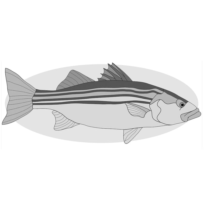 Striped Bass Fish