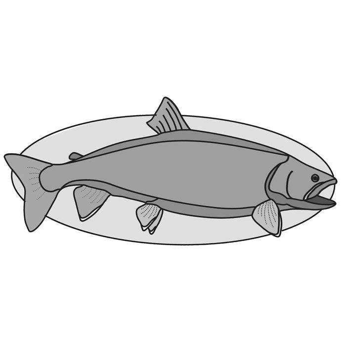 Lake Trout Fish