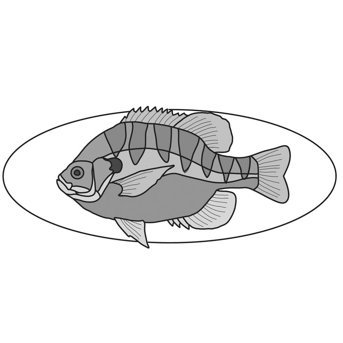 Blue Gill Fish