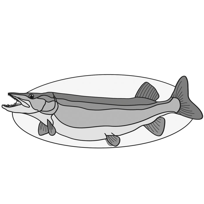 Muskie Fish