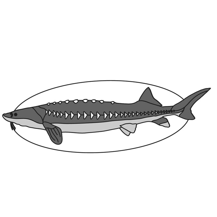 Sturgeon Fish
