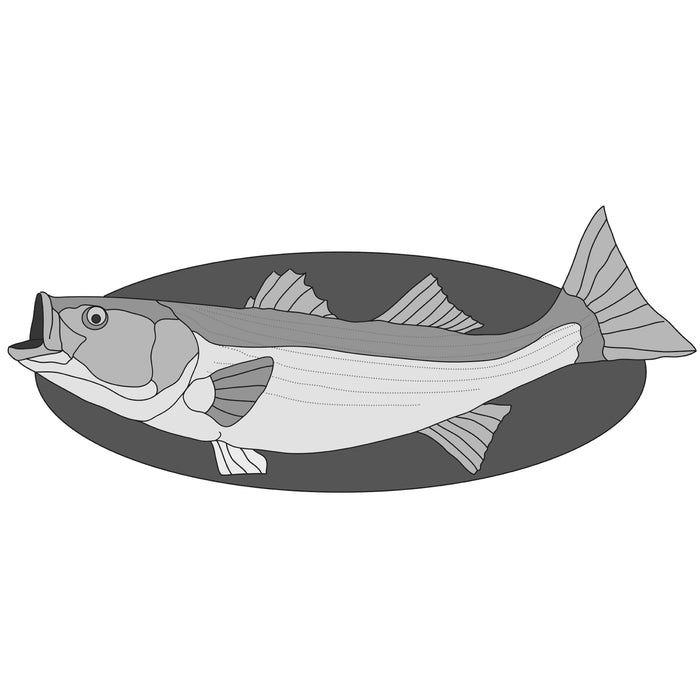 Sea Bass Fish