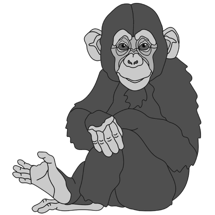 Chimp