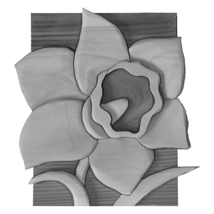 Beginner Daffodil