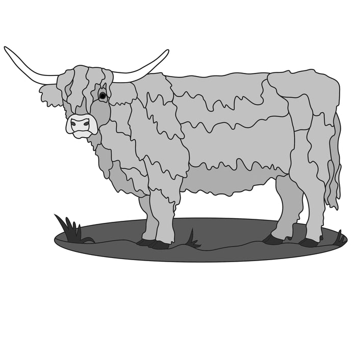 Standing Scottish Highland Cow