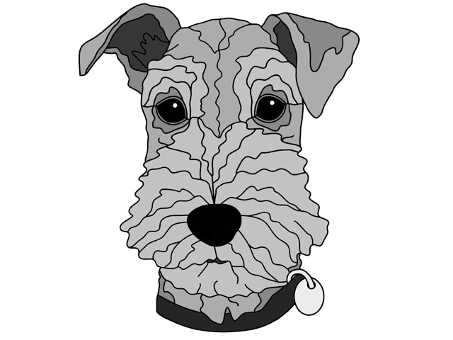 Airedale Head #2